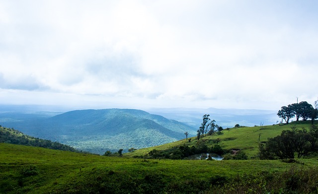 培养出的 培养出的